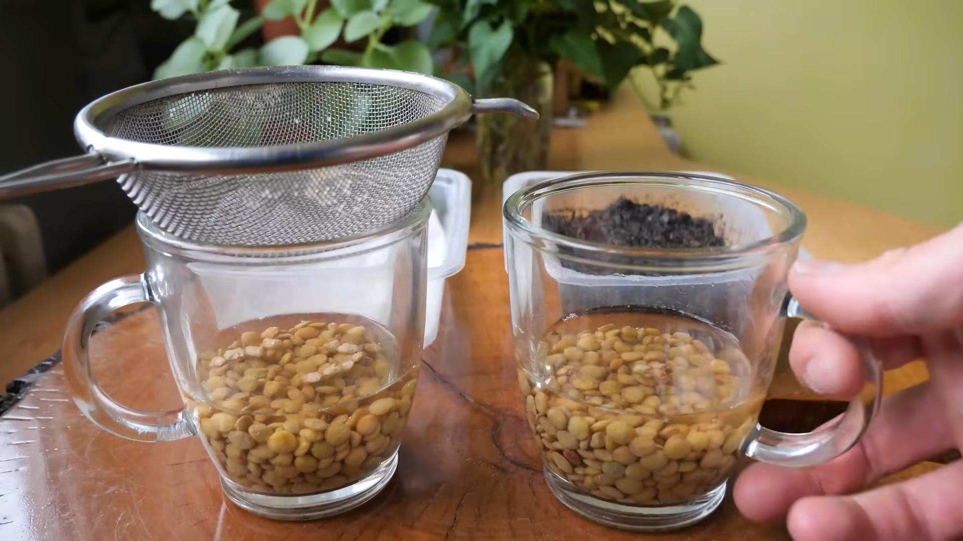 Grow Kitchen Microgreens Easily