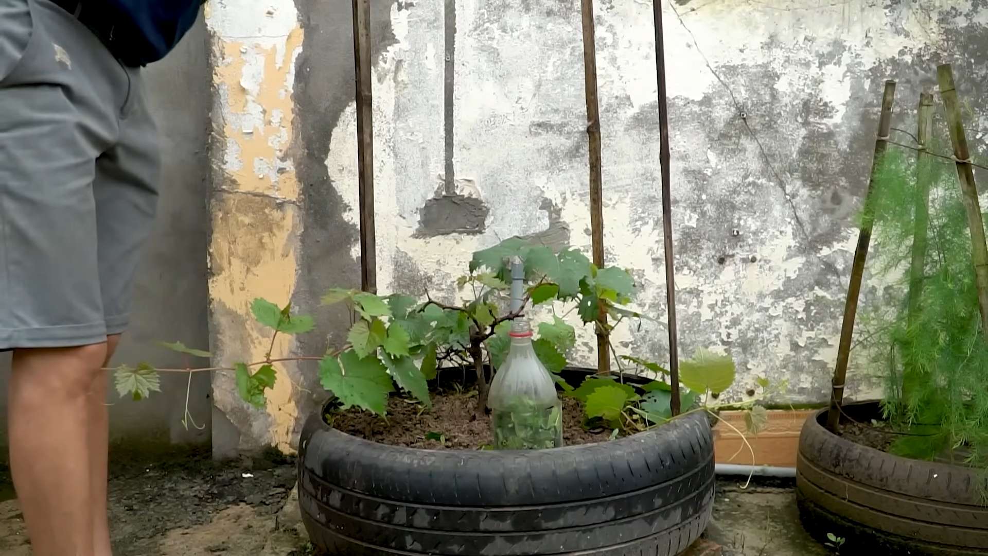 Tire gardening for juicy grapes