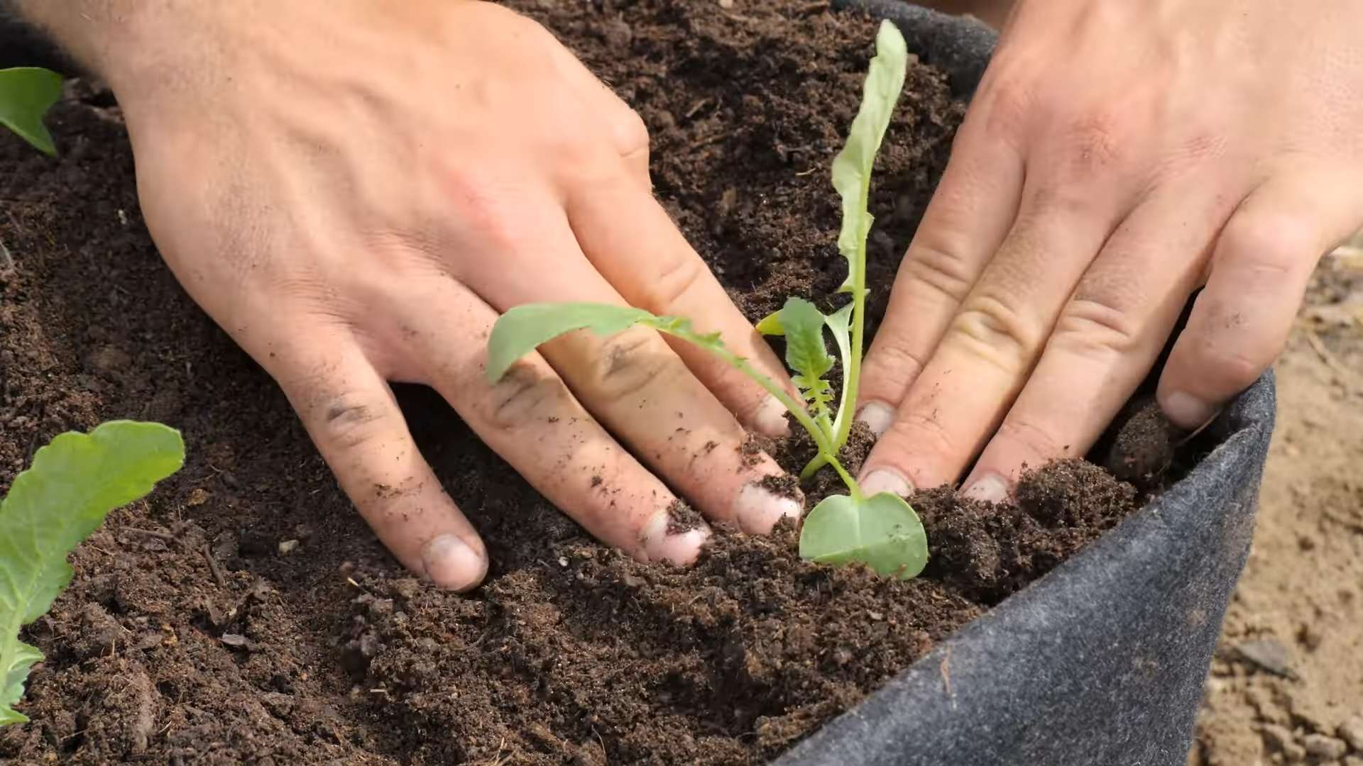 Grow Radishes Indoors Kitchen
