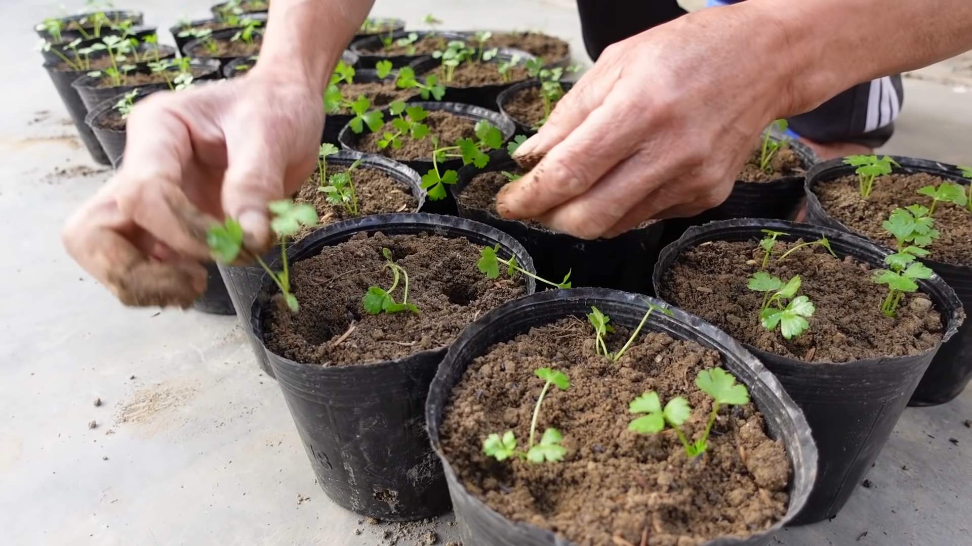 Indoor Celery Gardening
