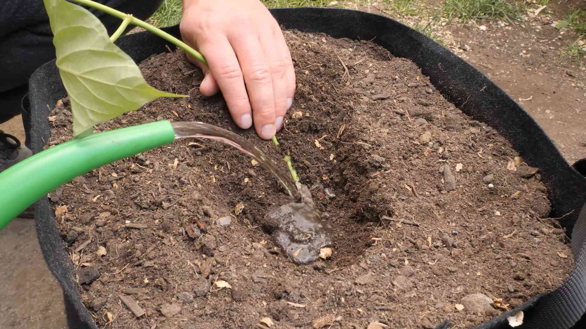 Cape Gooseberry Growing Guide