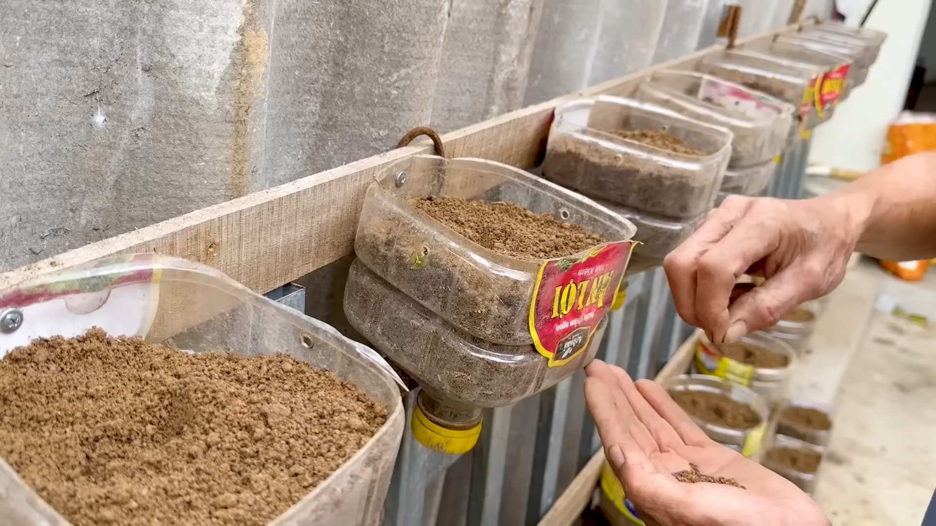 Growing Kale in Plastic Bottle