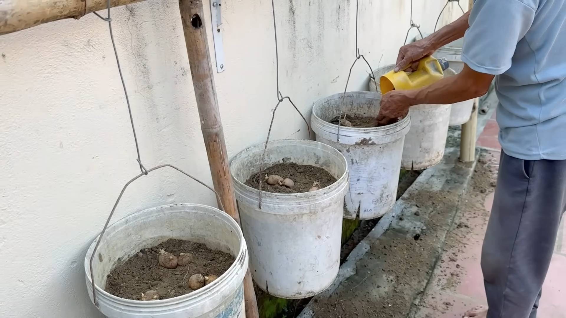 Container Potato Growing