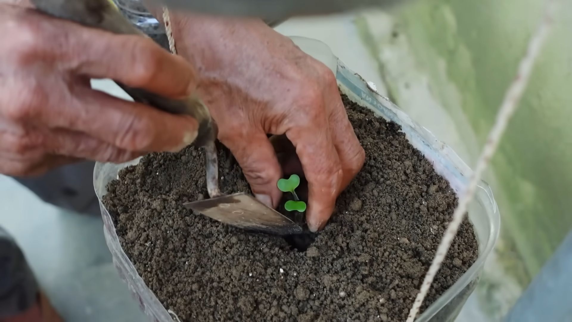 Hanging pot cabbage gardening