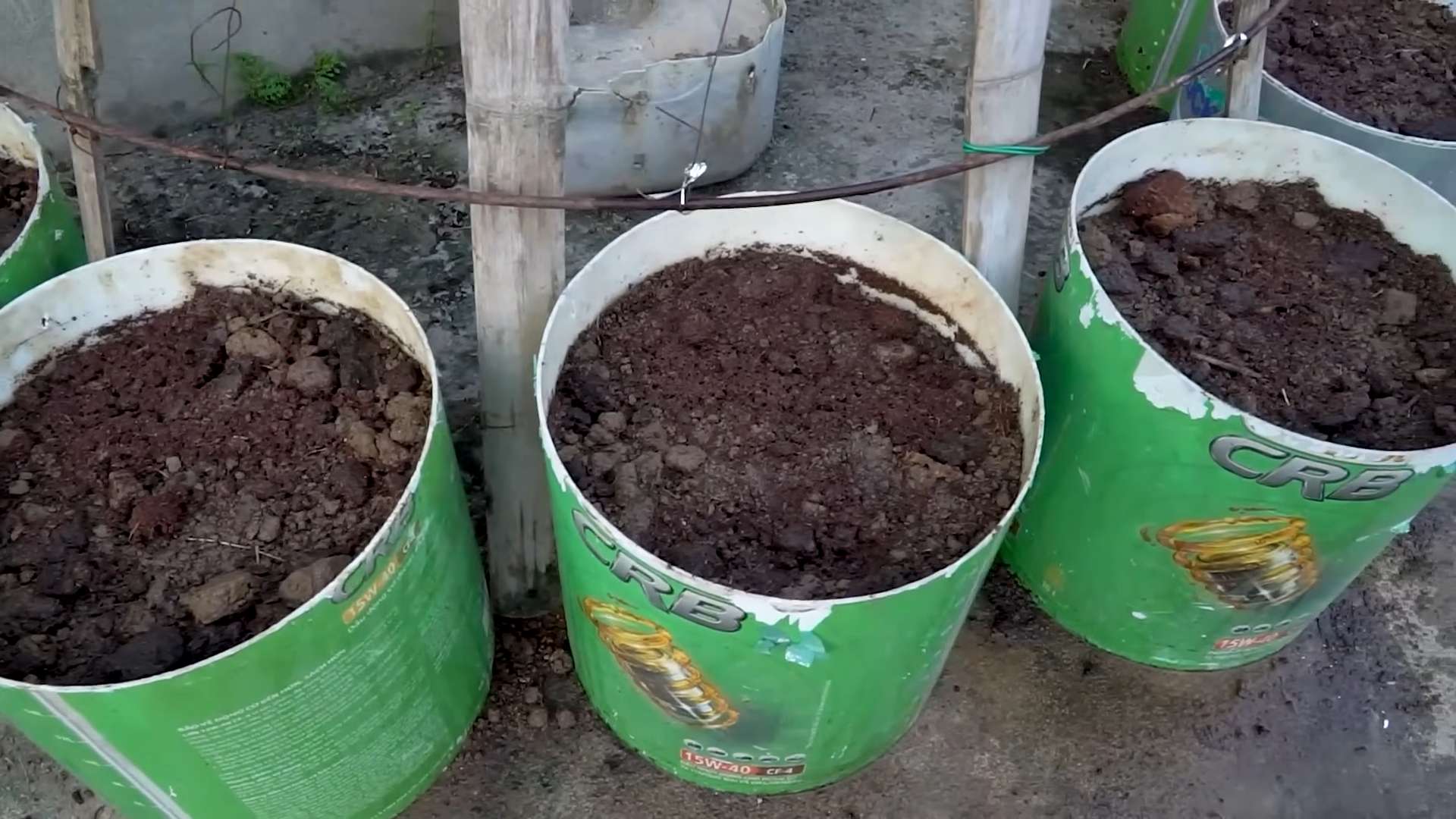 Growing beans indoors