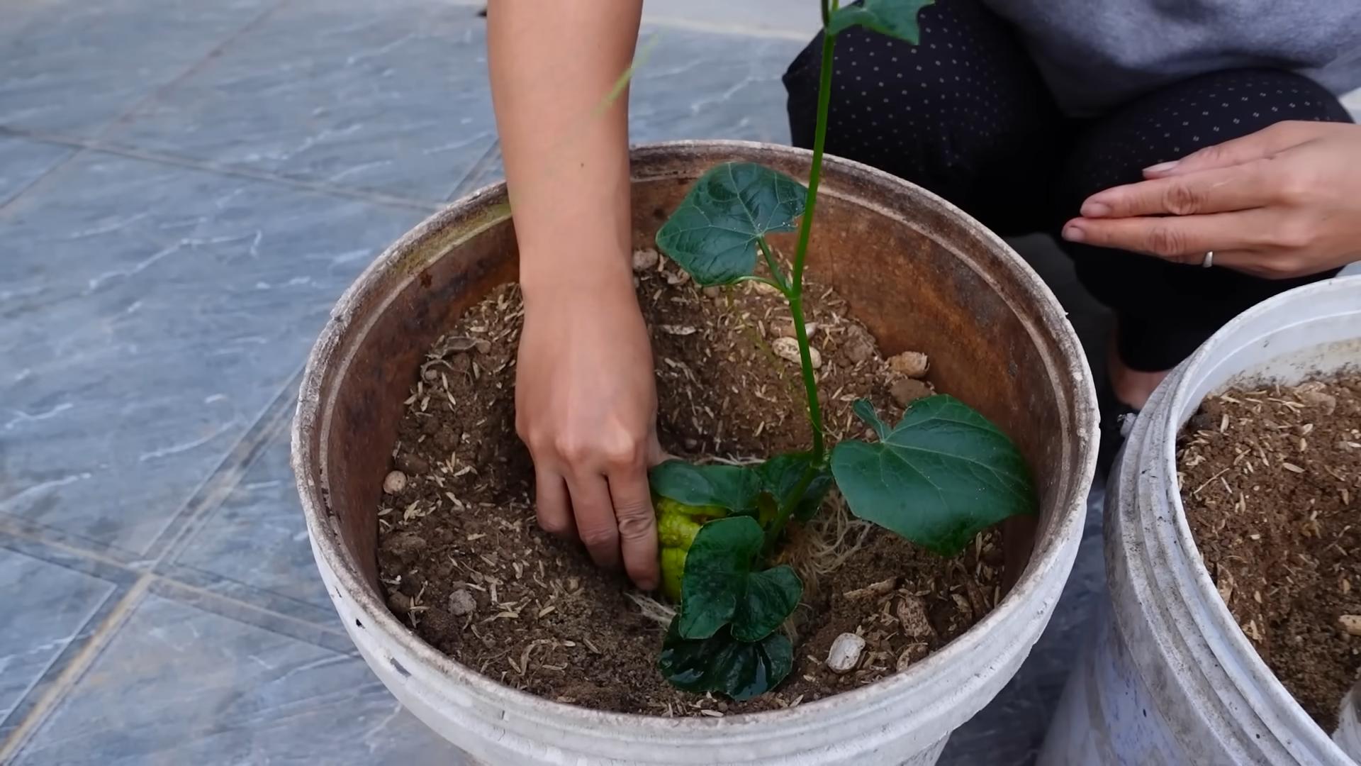Growing Chayote in Paint Buckets