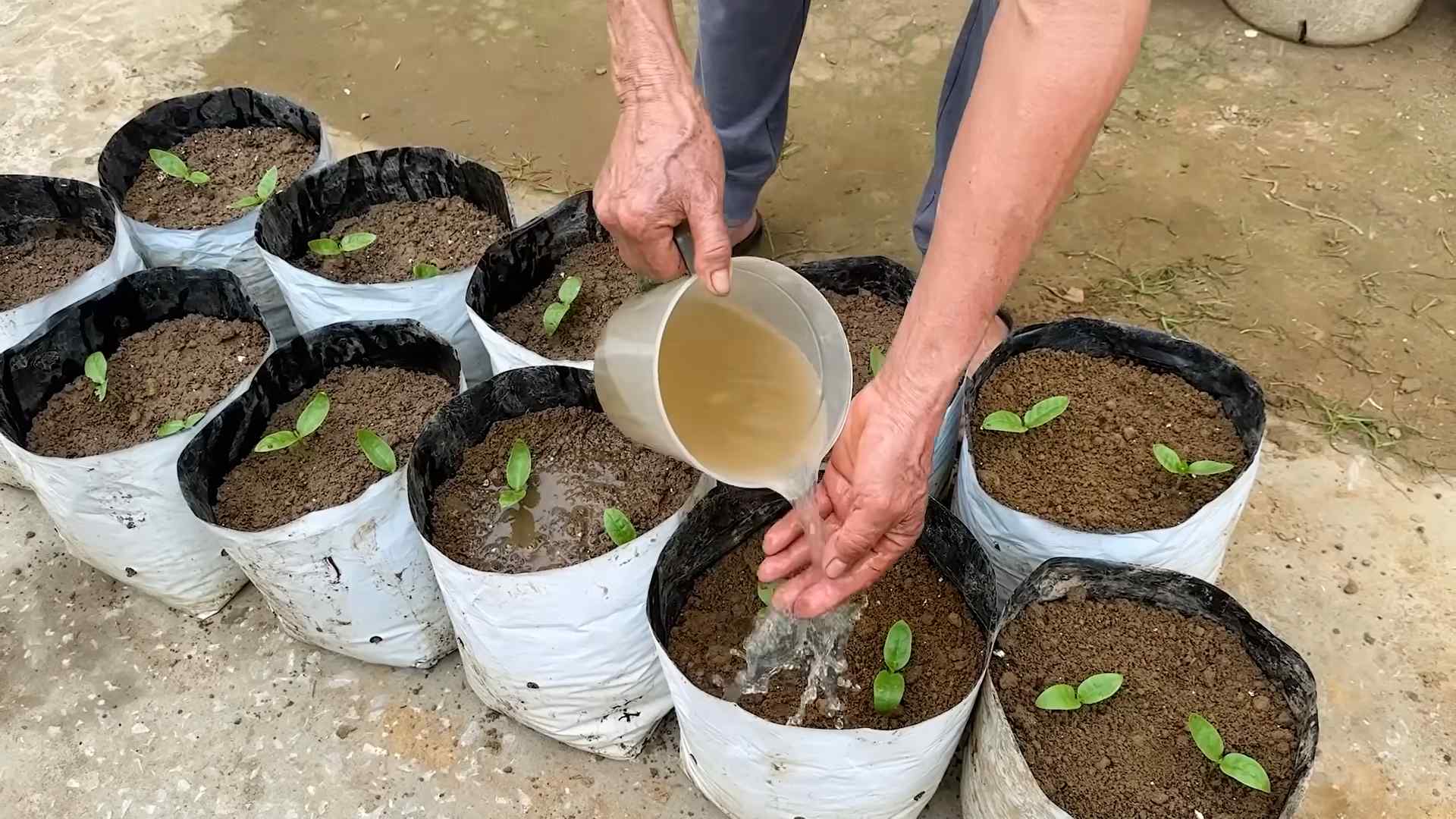 Grow Yardlong Beans