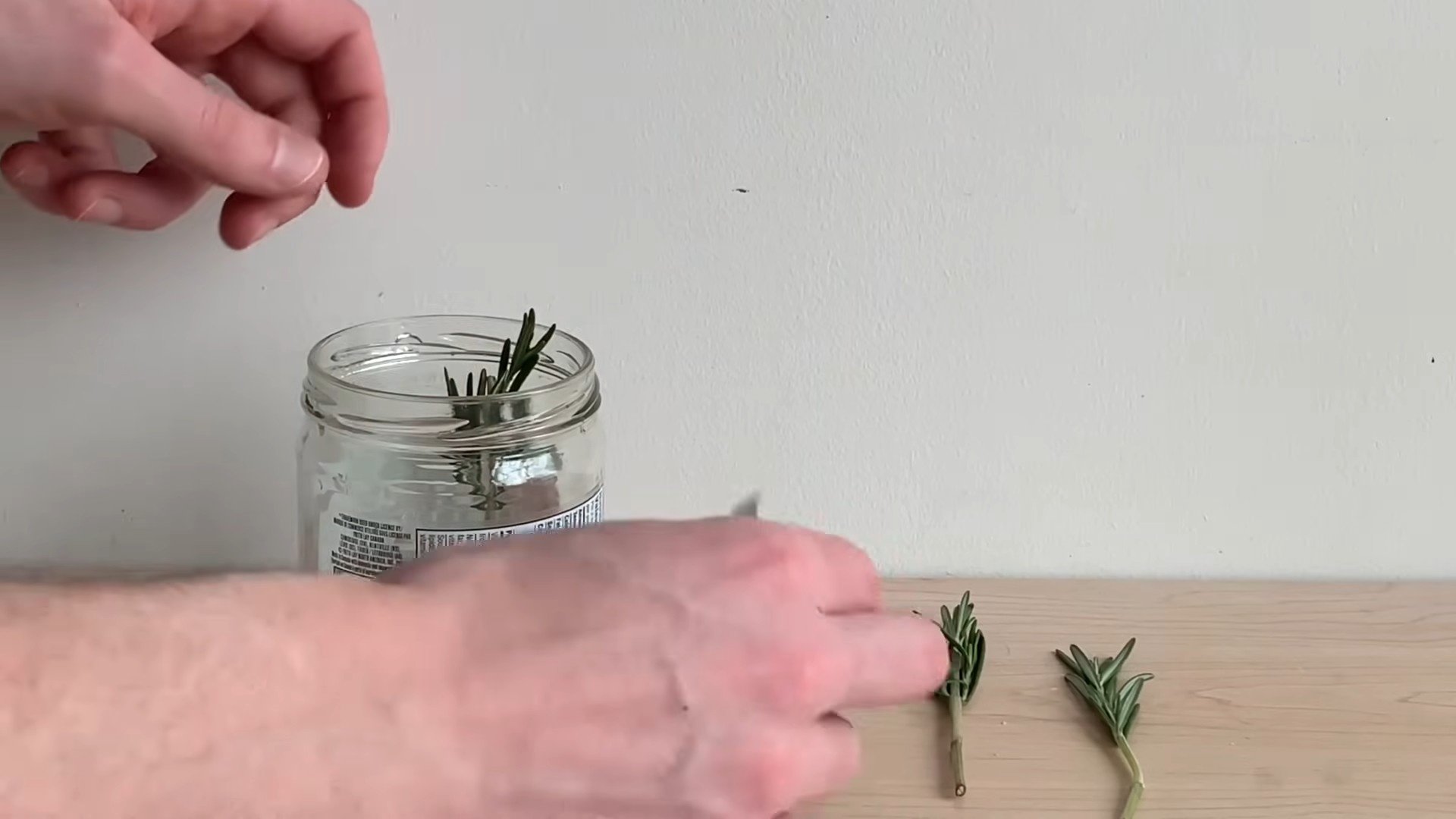 Growing Rosemary Indoors Hydroponically