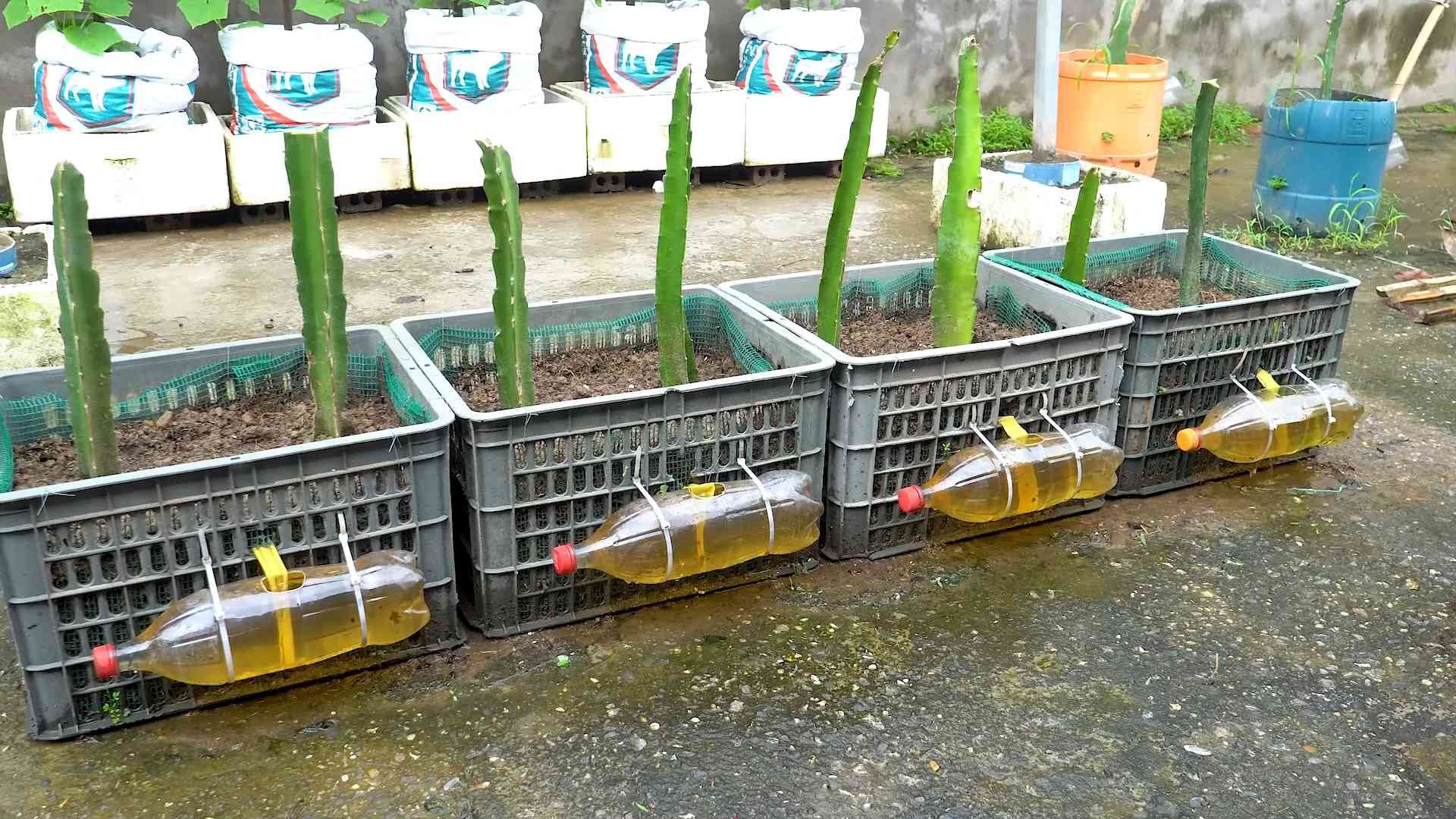 Dragon fruit pot planting