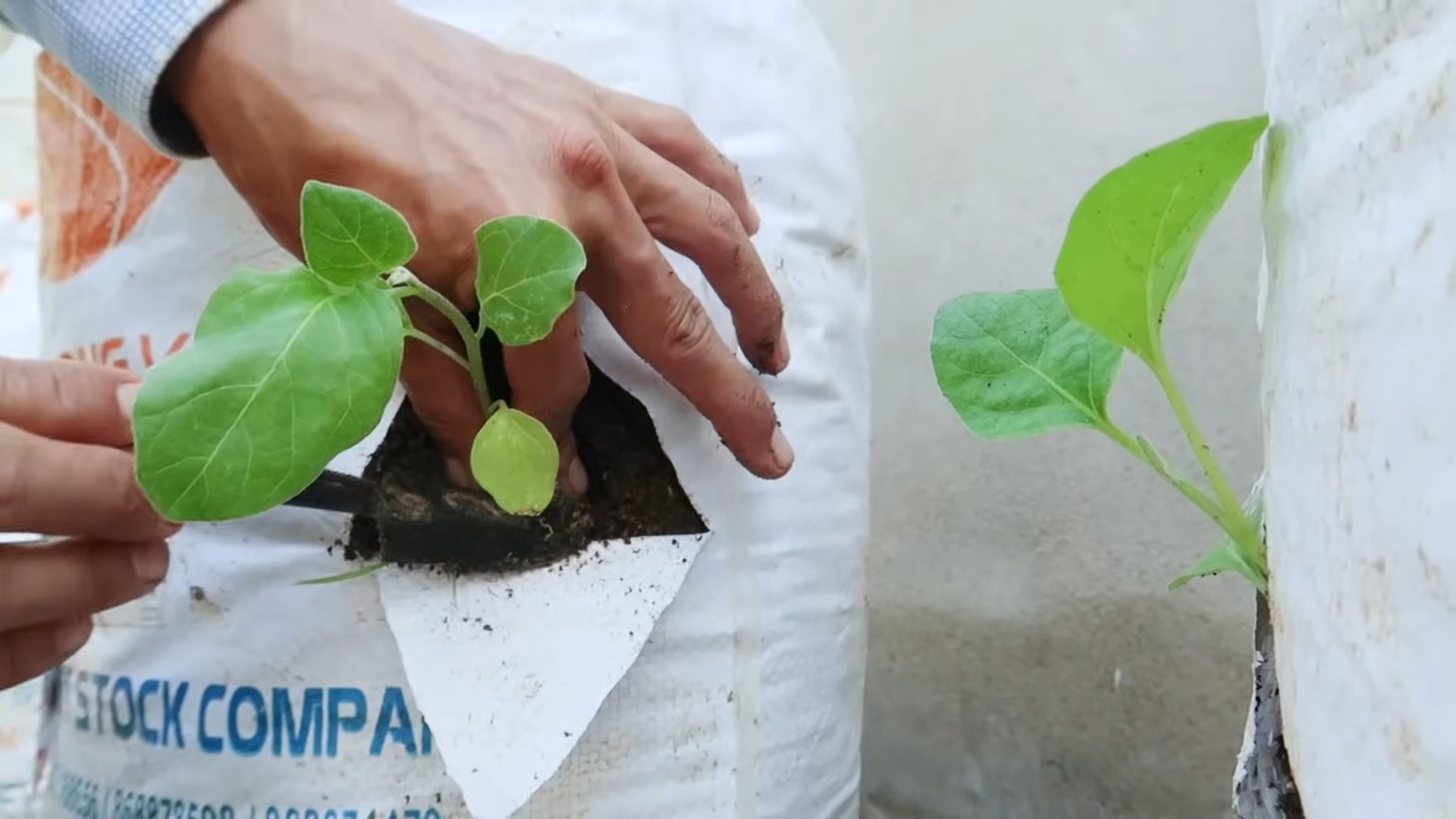 Easy Eggplant Growing Tips