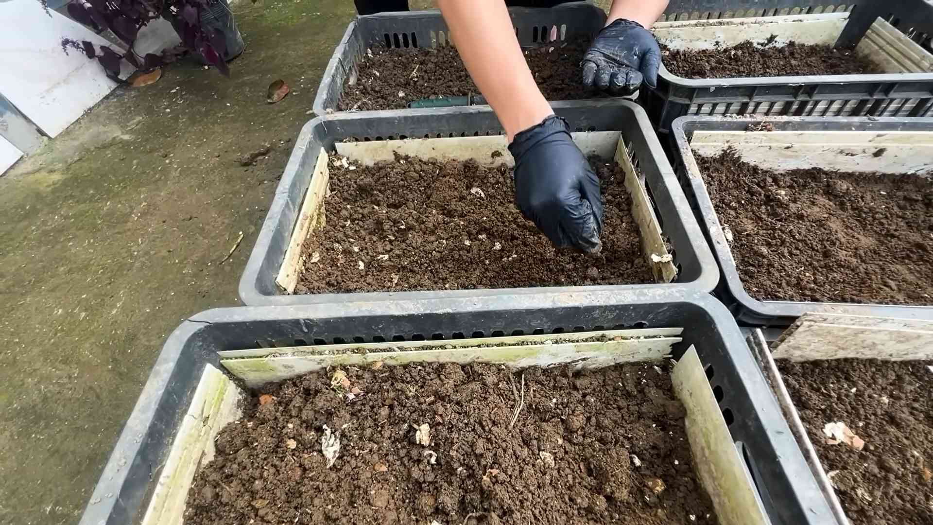 Indoor Carrot Gardening