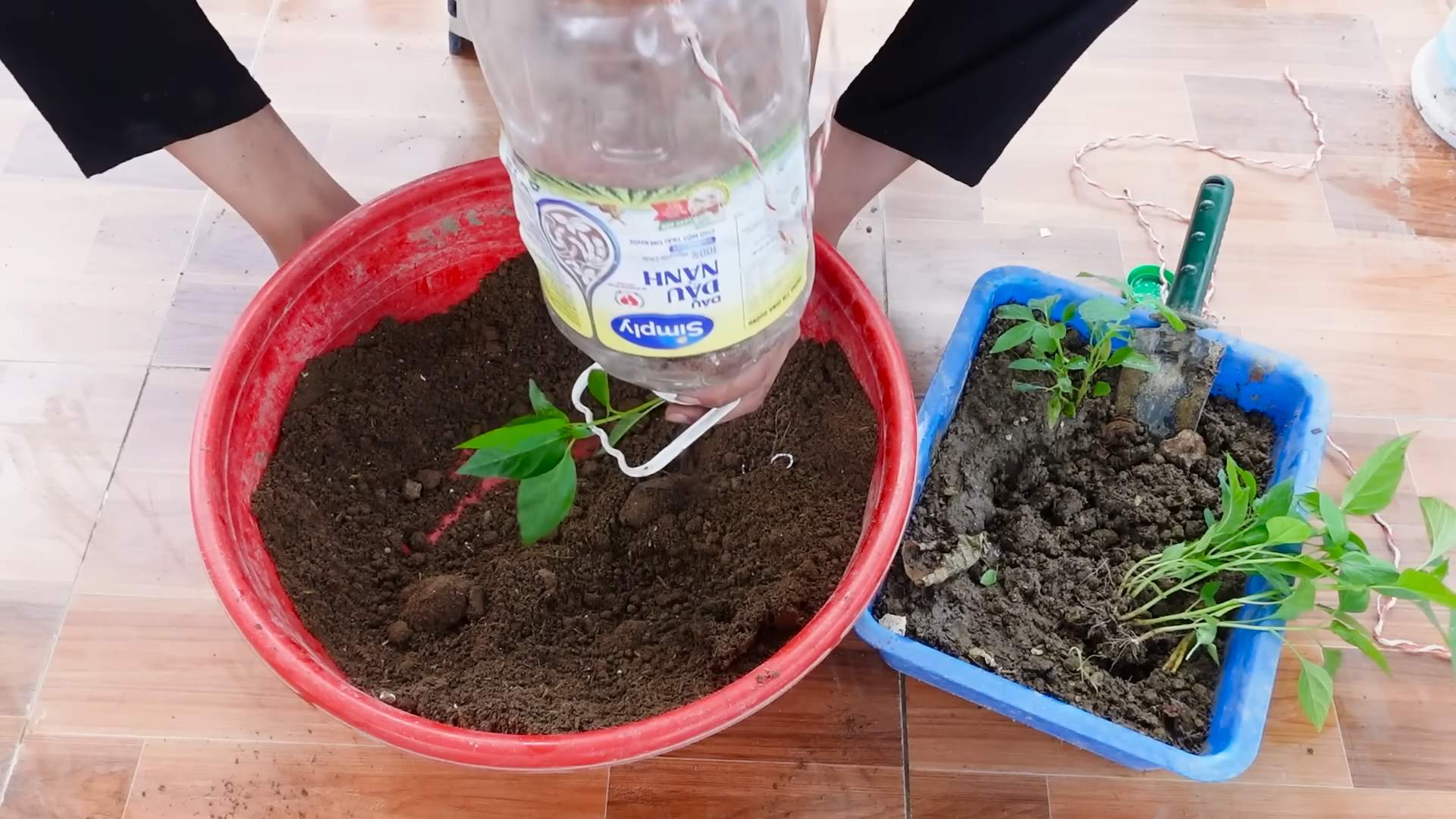 Recycled bottle chili plants