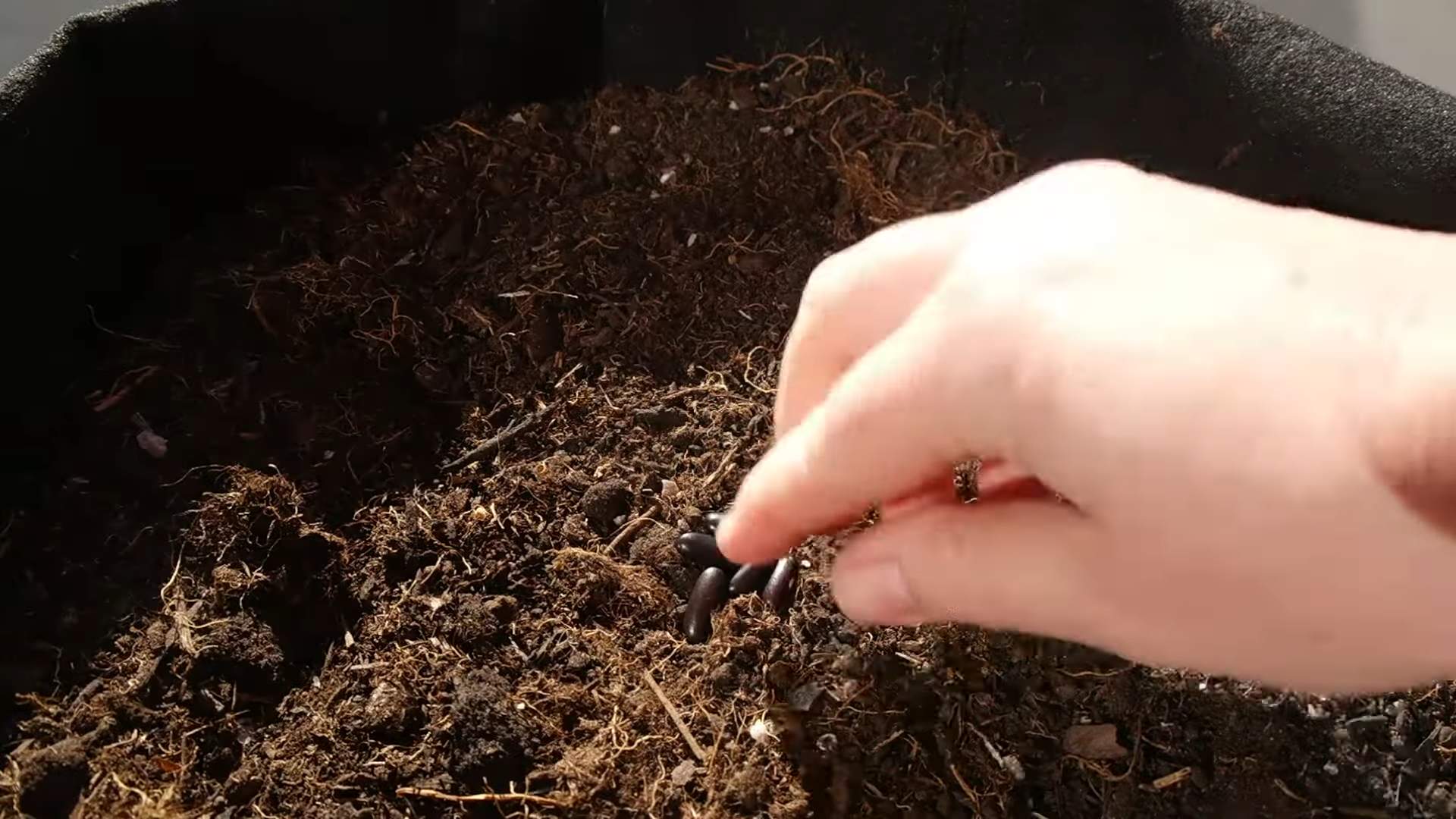 Growing Purple Bush Beans