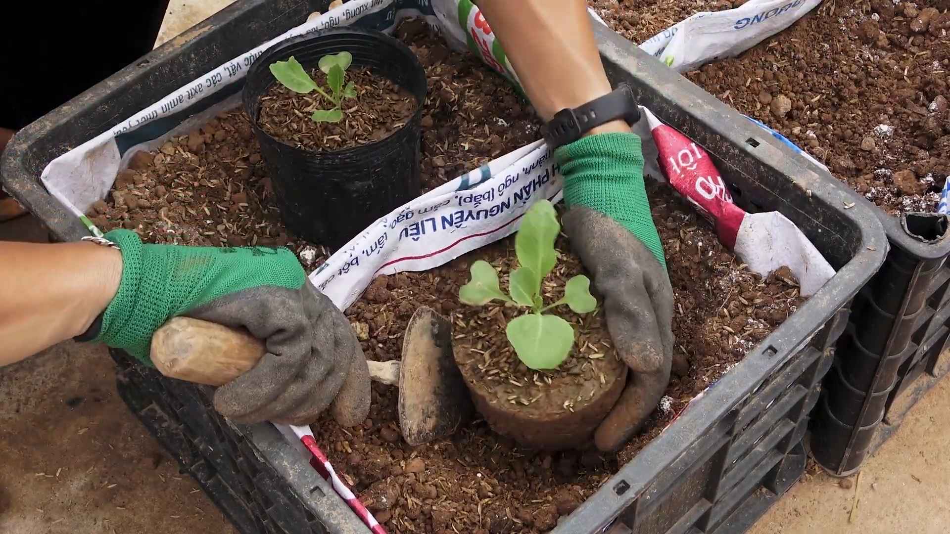 Growing Cabbage From Seed