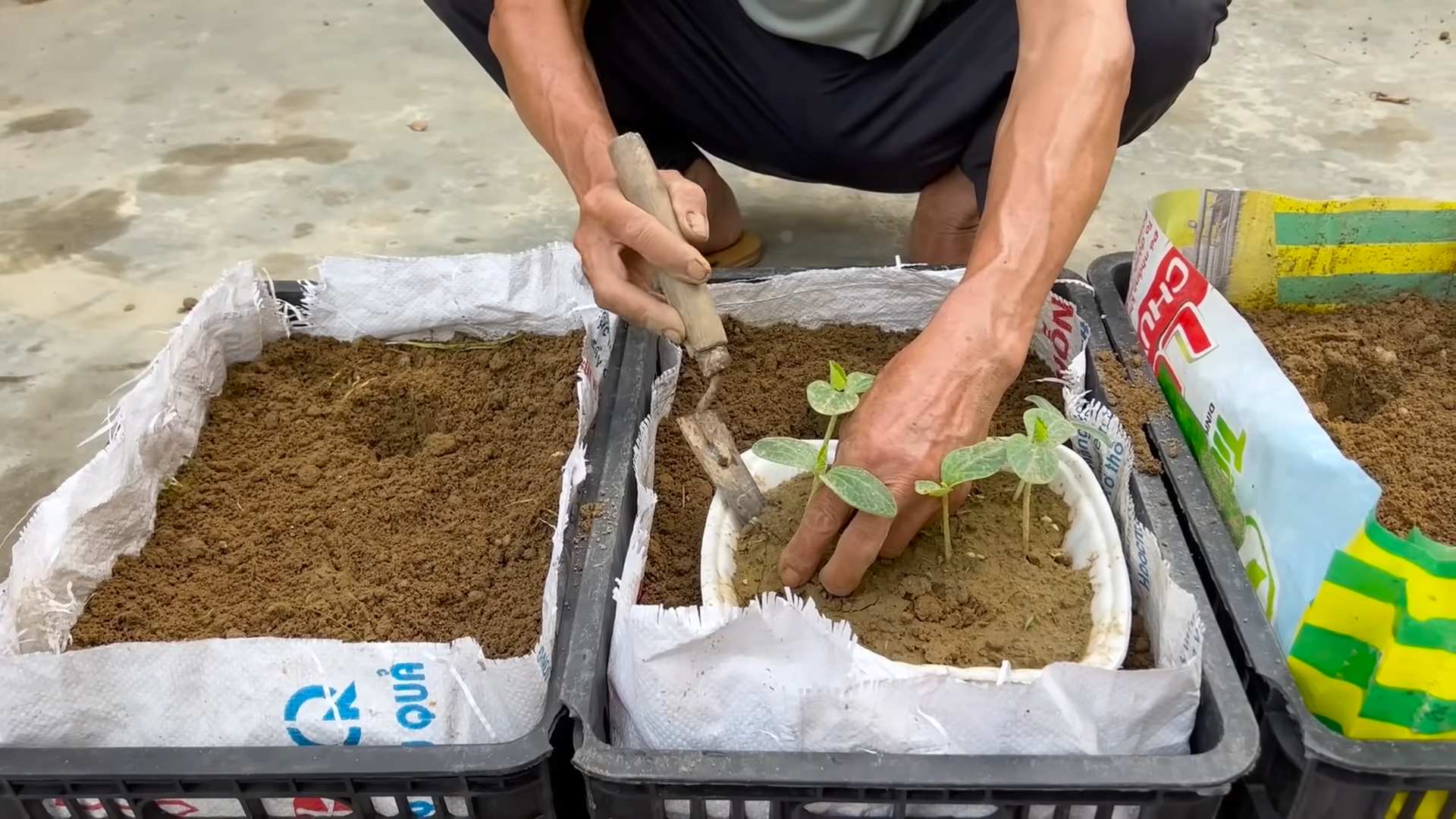 Grow Pumpkins Beginners