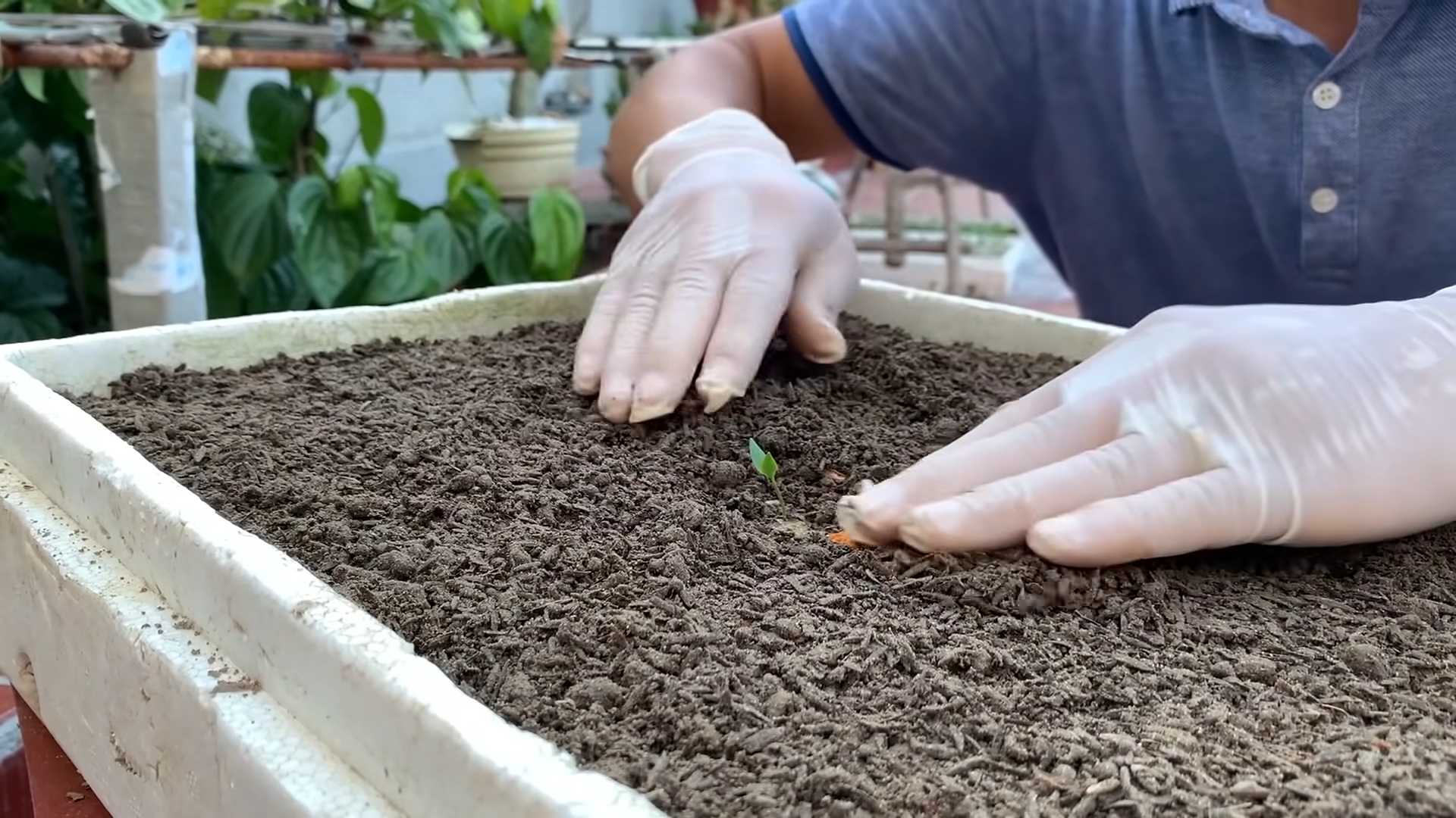 Chili plant care tips