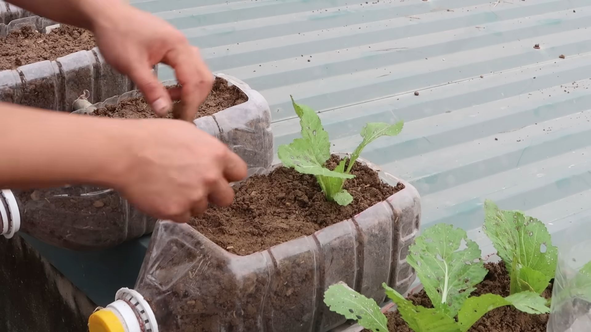 Gardenless Vegetable Growing