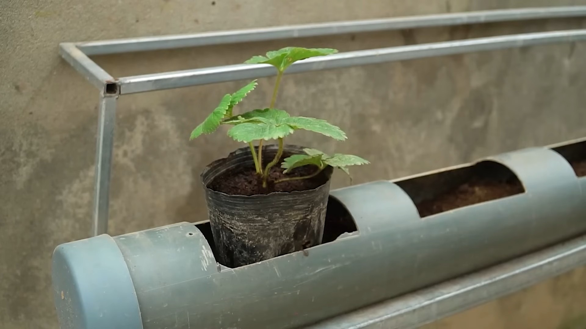 Growing Strawberries at Home