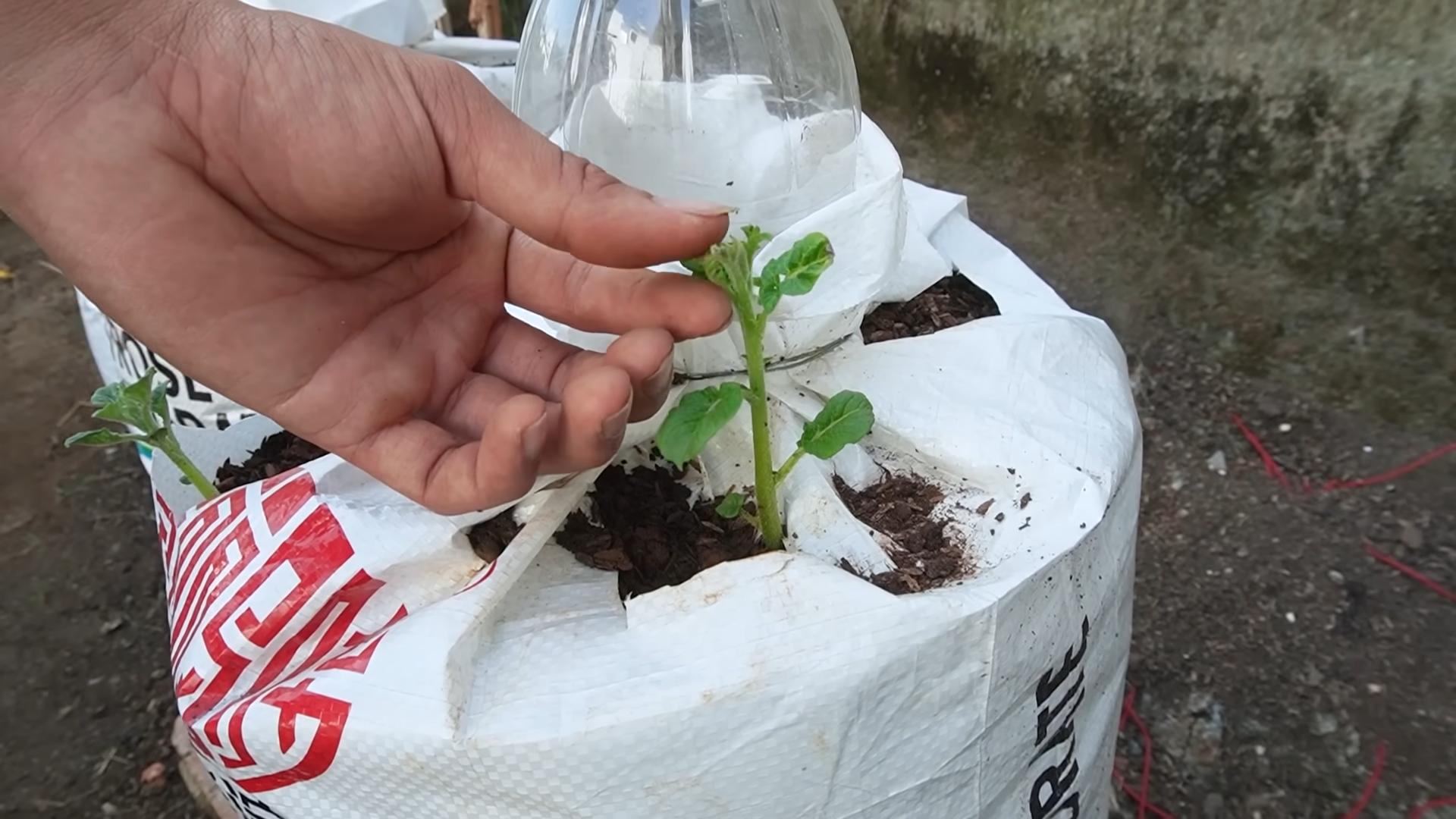 Growing potatoes in bags