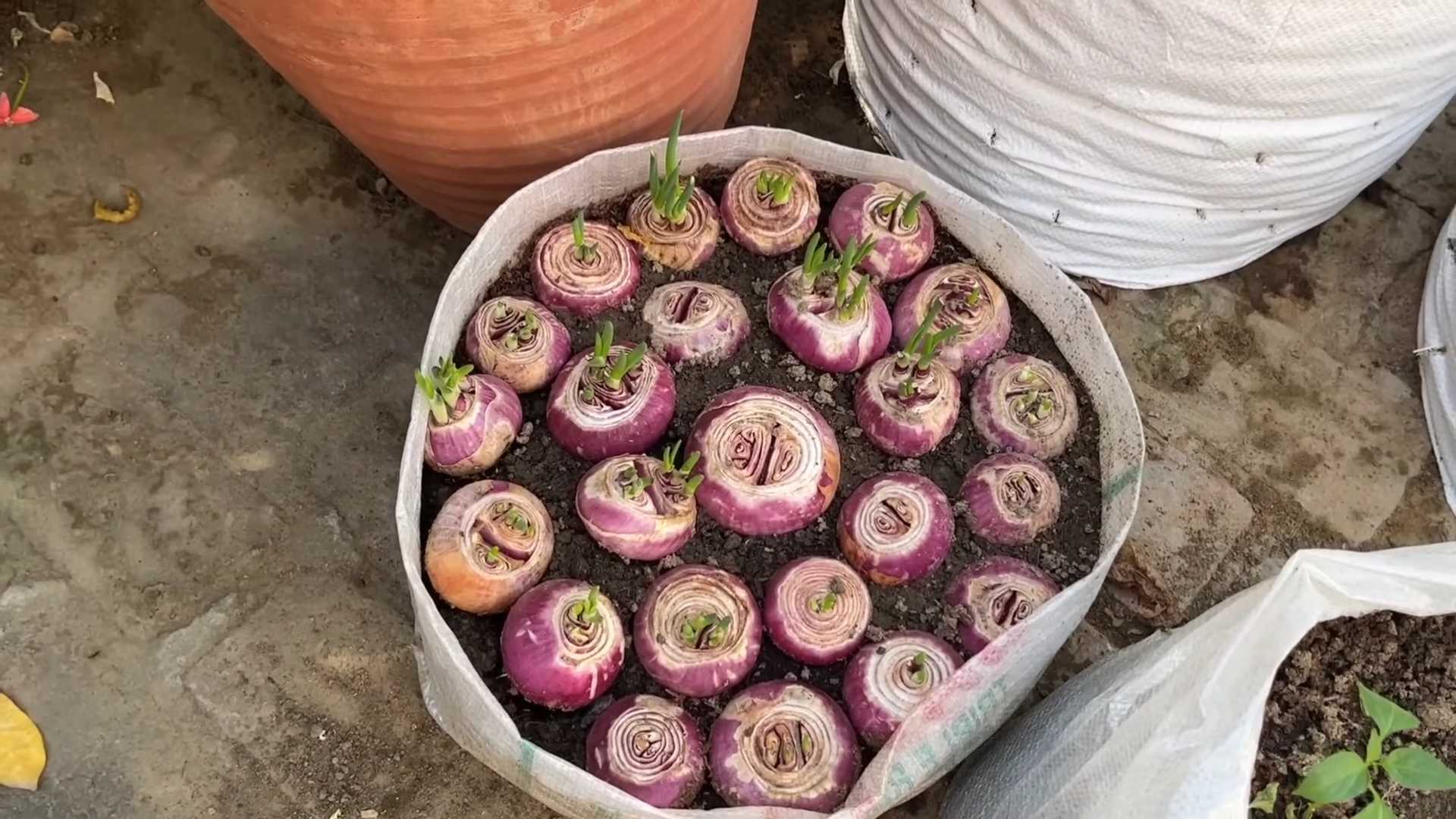 Fast Onion Growing Method