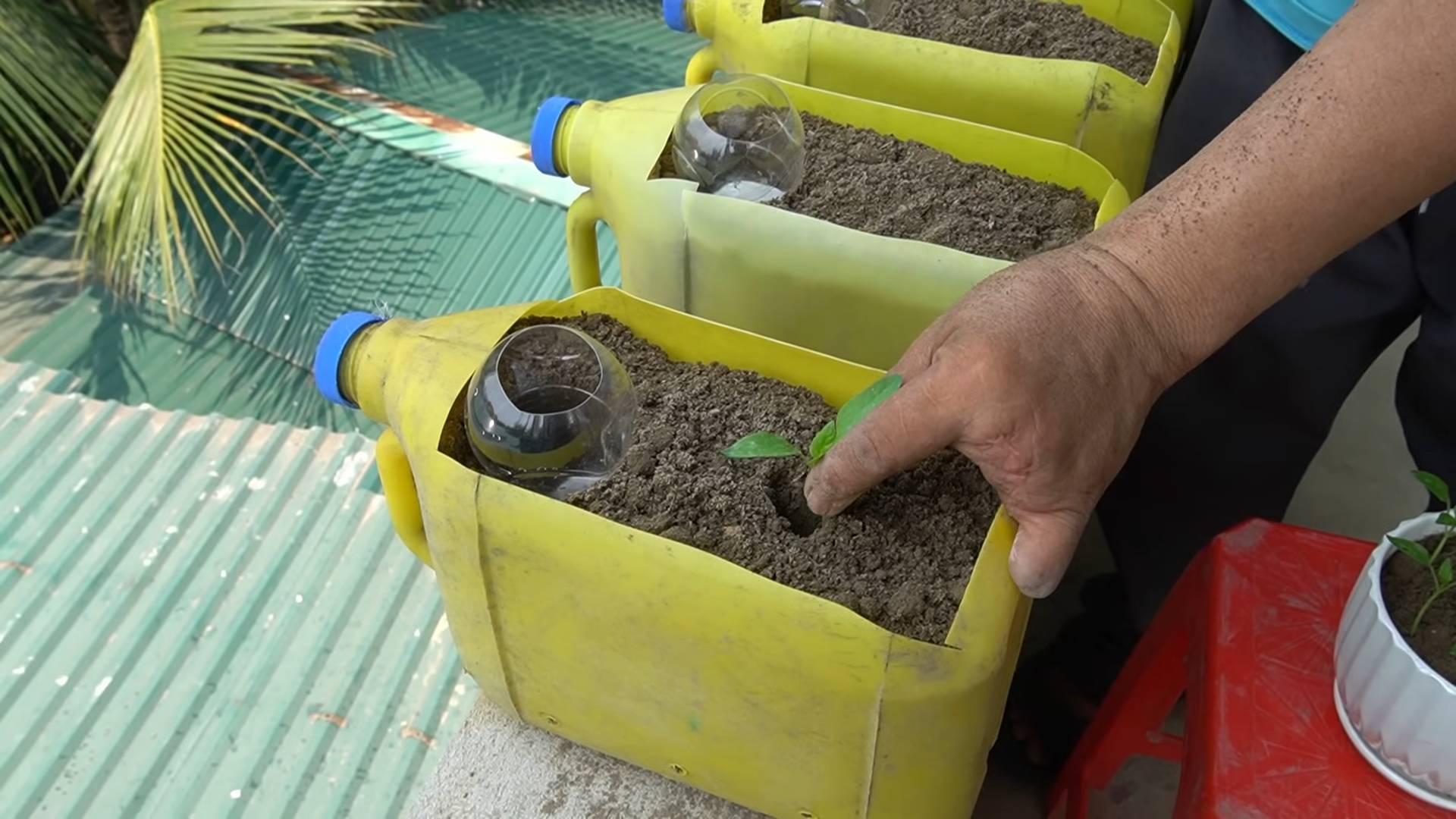 Bell pepper plastic bottle trick