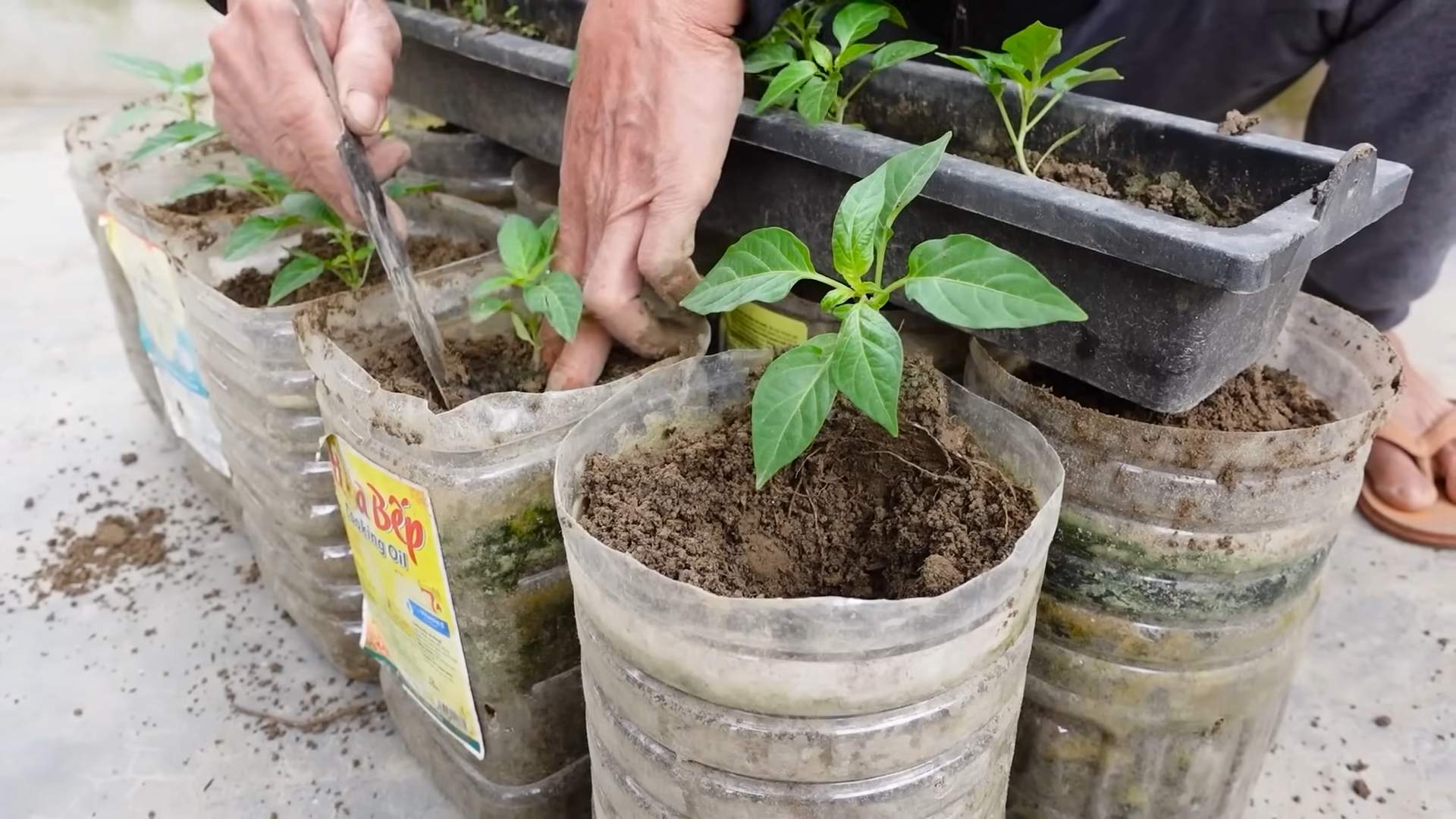 Grow Chili Peppers Tips