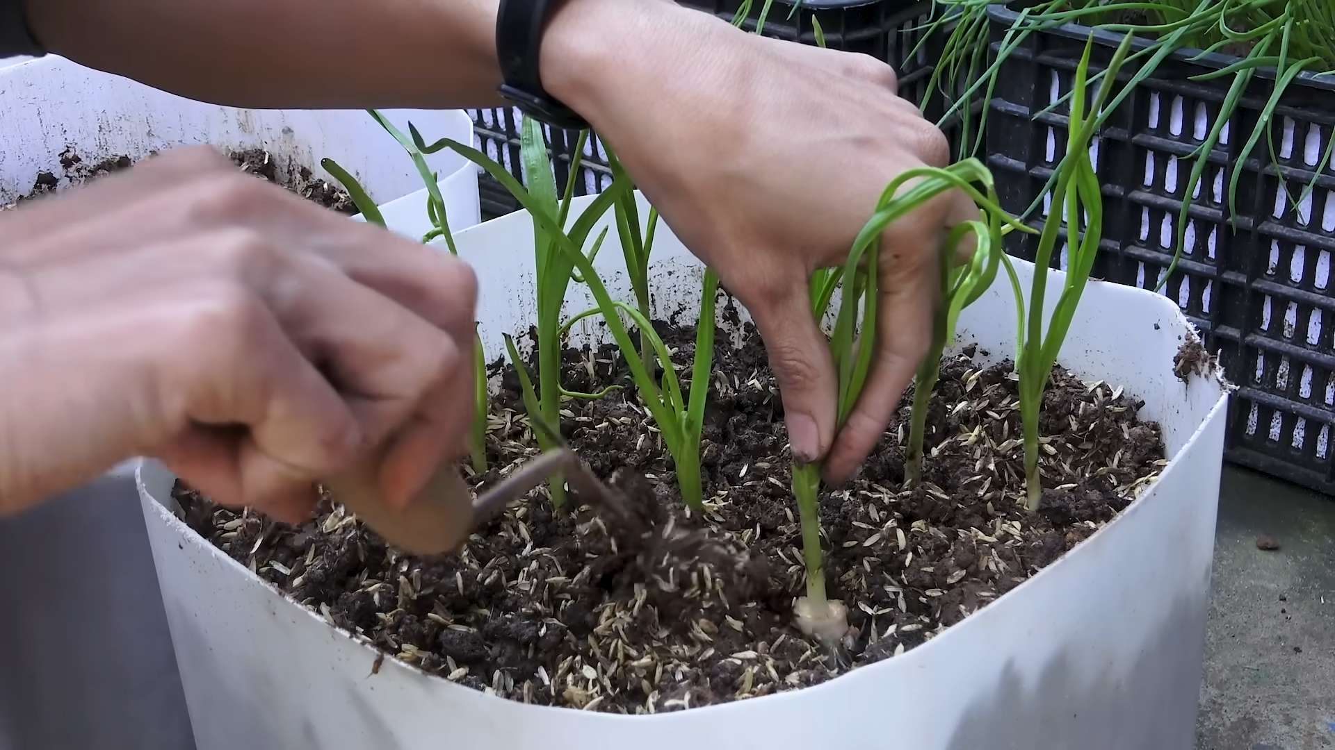 Growing Garlic in Plastic Bottles