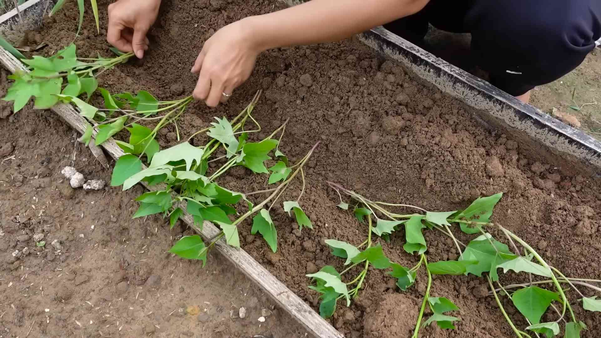 Grow sweet potatoes beginner