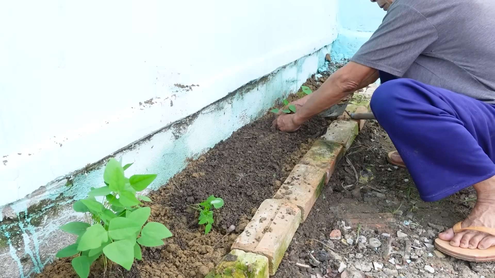 Winged Bean Growing Guide