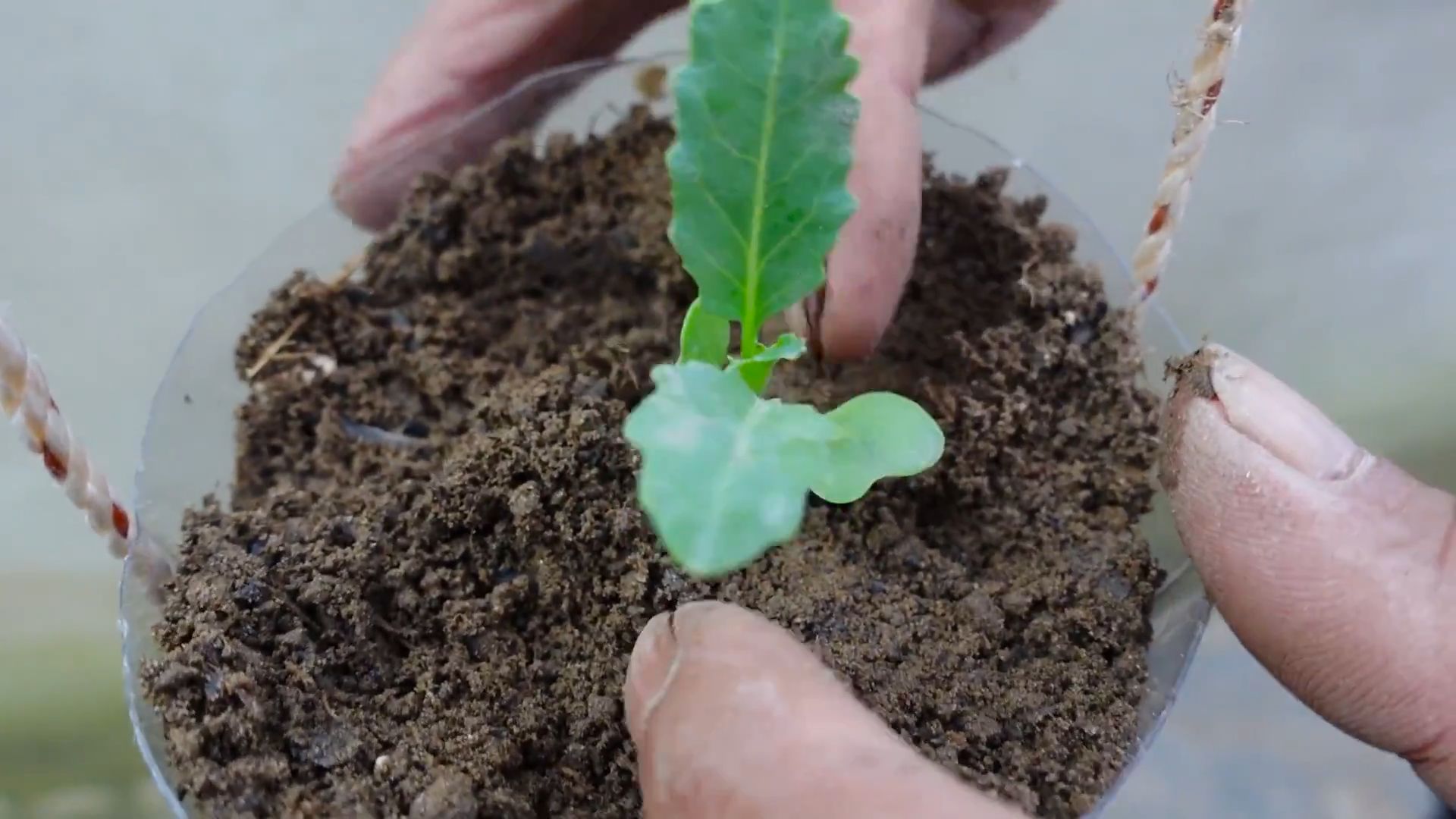 Kohlrabi Pot Gardening