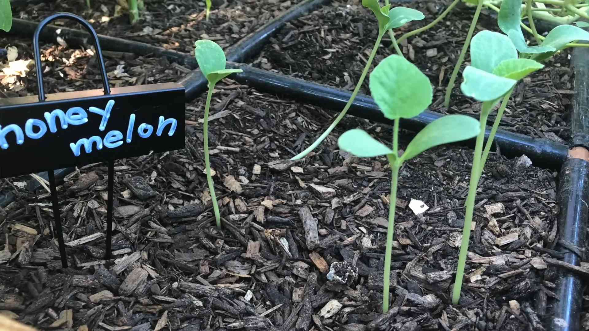 Grow Sweet Cantaloupe
