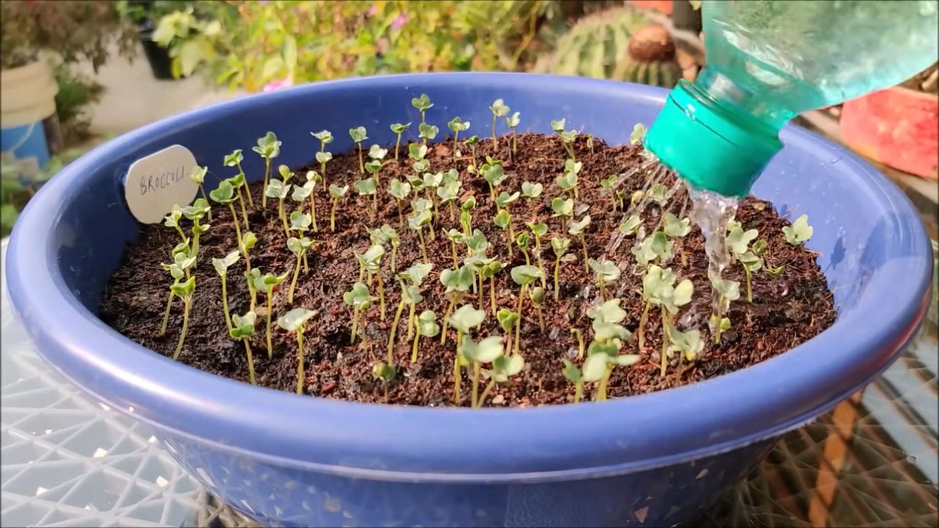 Broccoli gardening for beginners