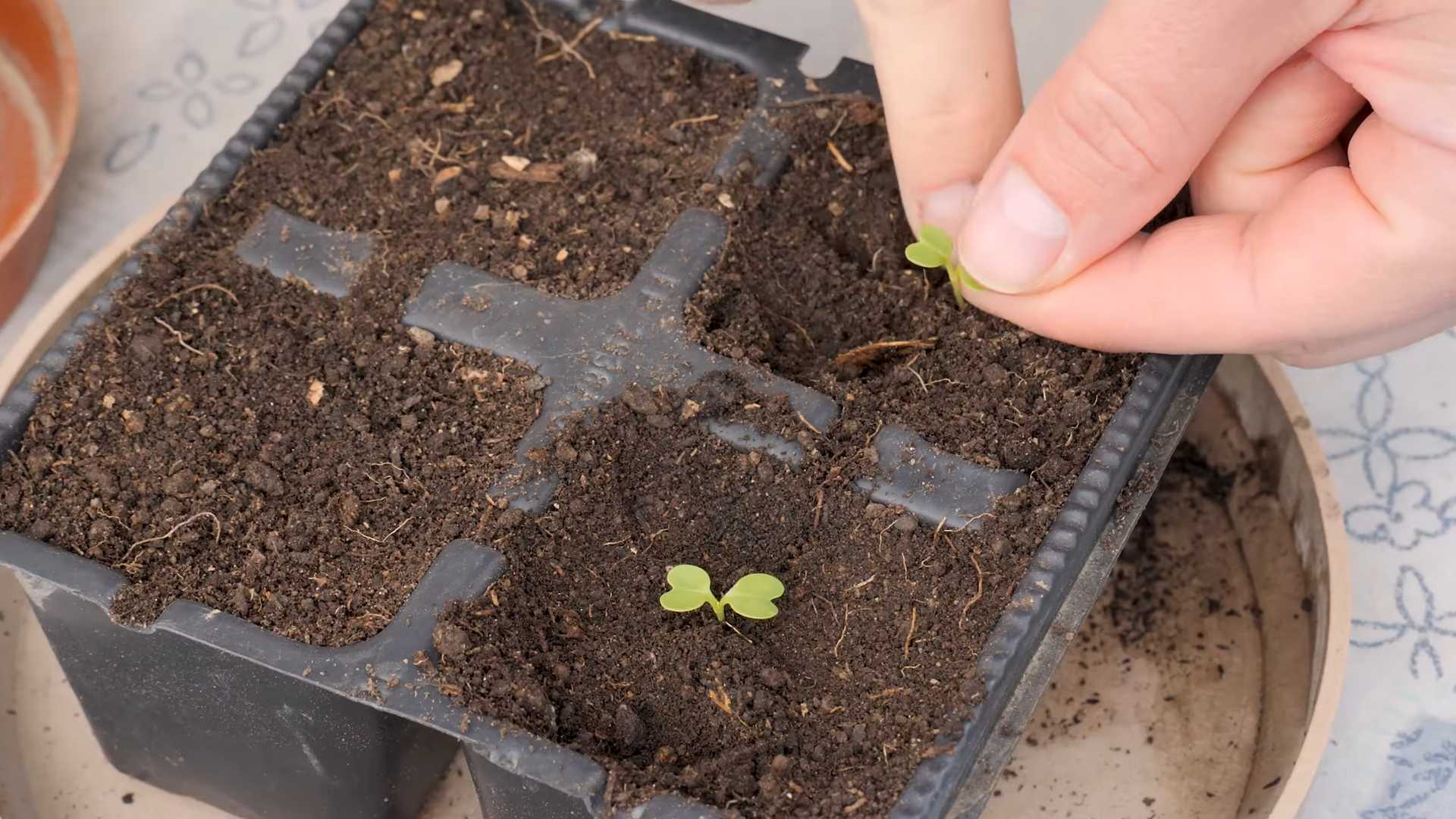 Growing Bok Choy at Home