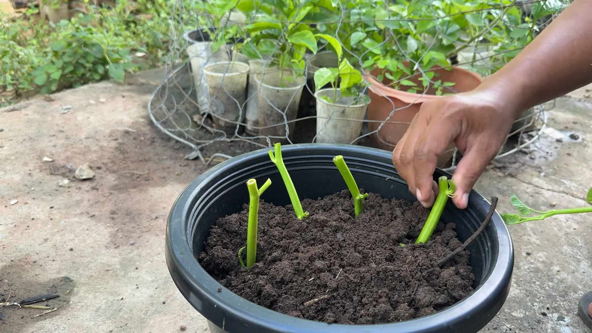 Growing water spinach pots