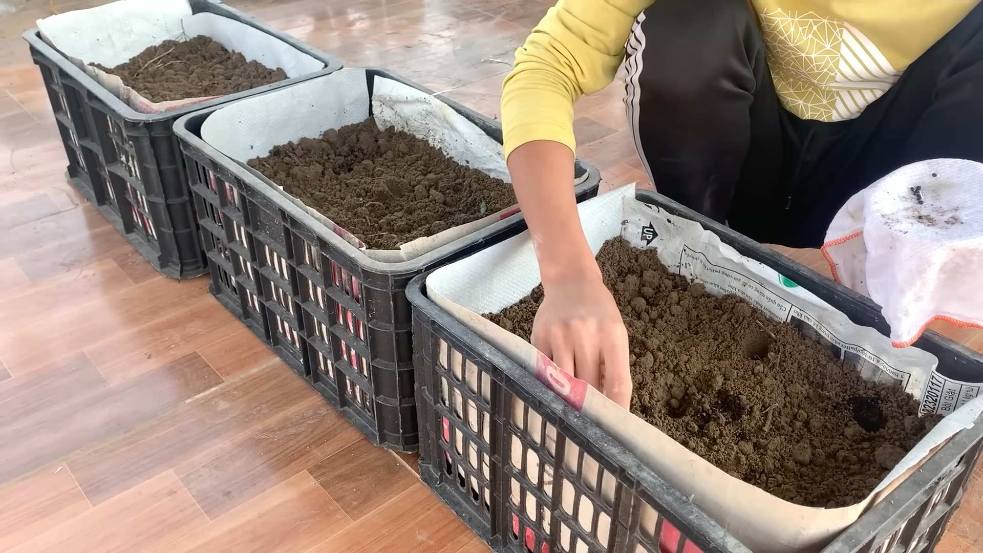 Growing Asparagus on Terrace
