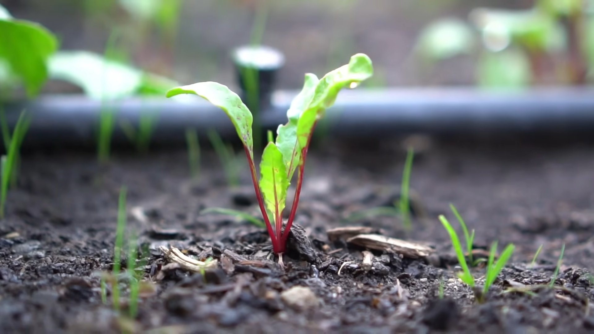 Growing beets at home