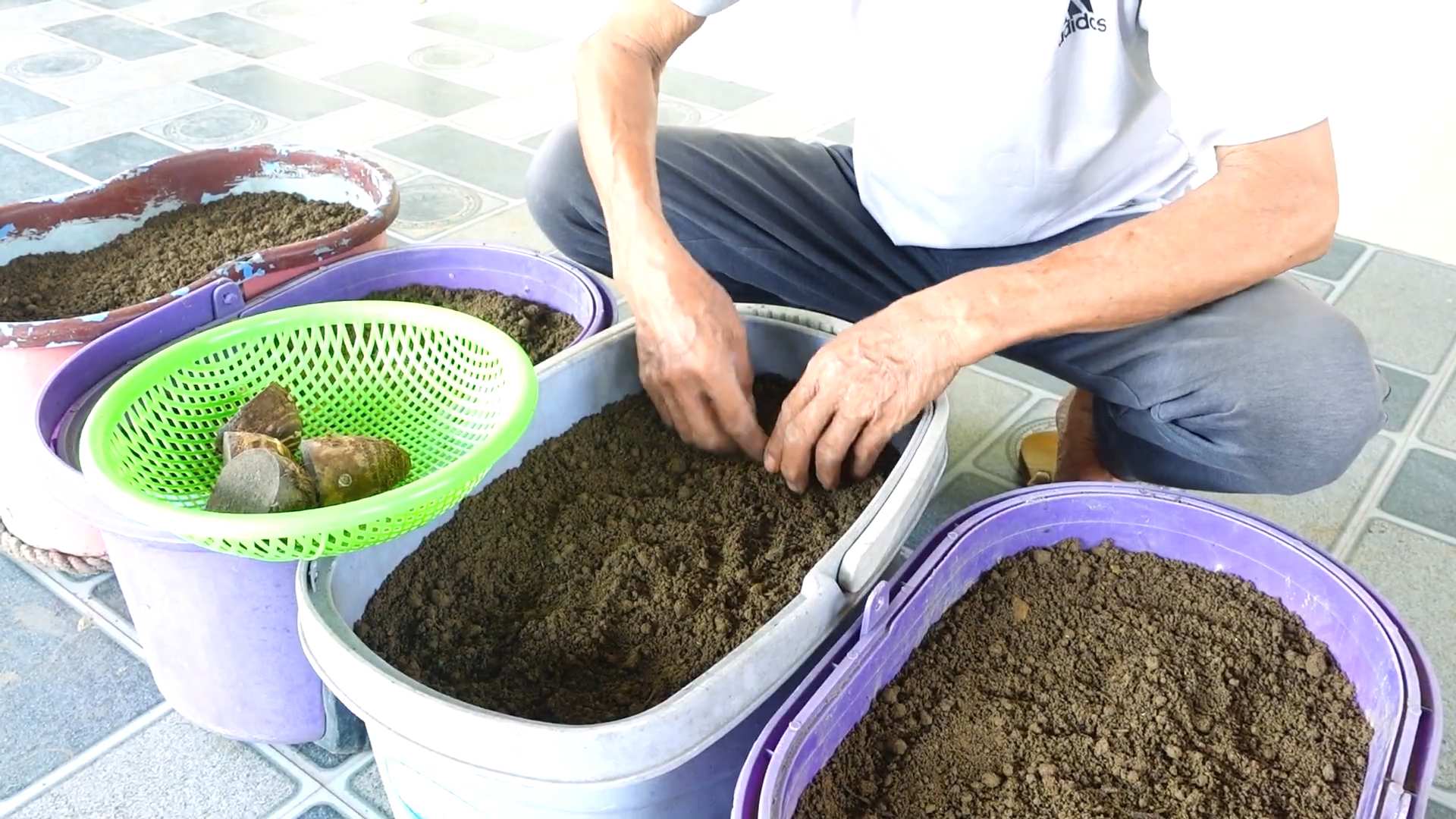 Planting Taro at Home