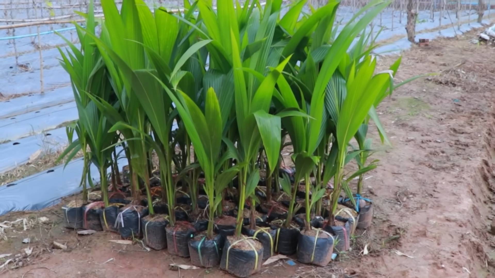 Start Coconut Trees from Seed