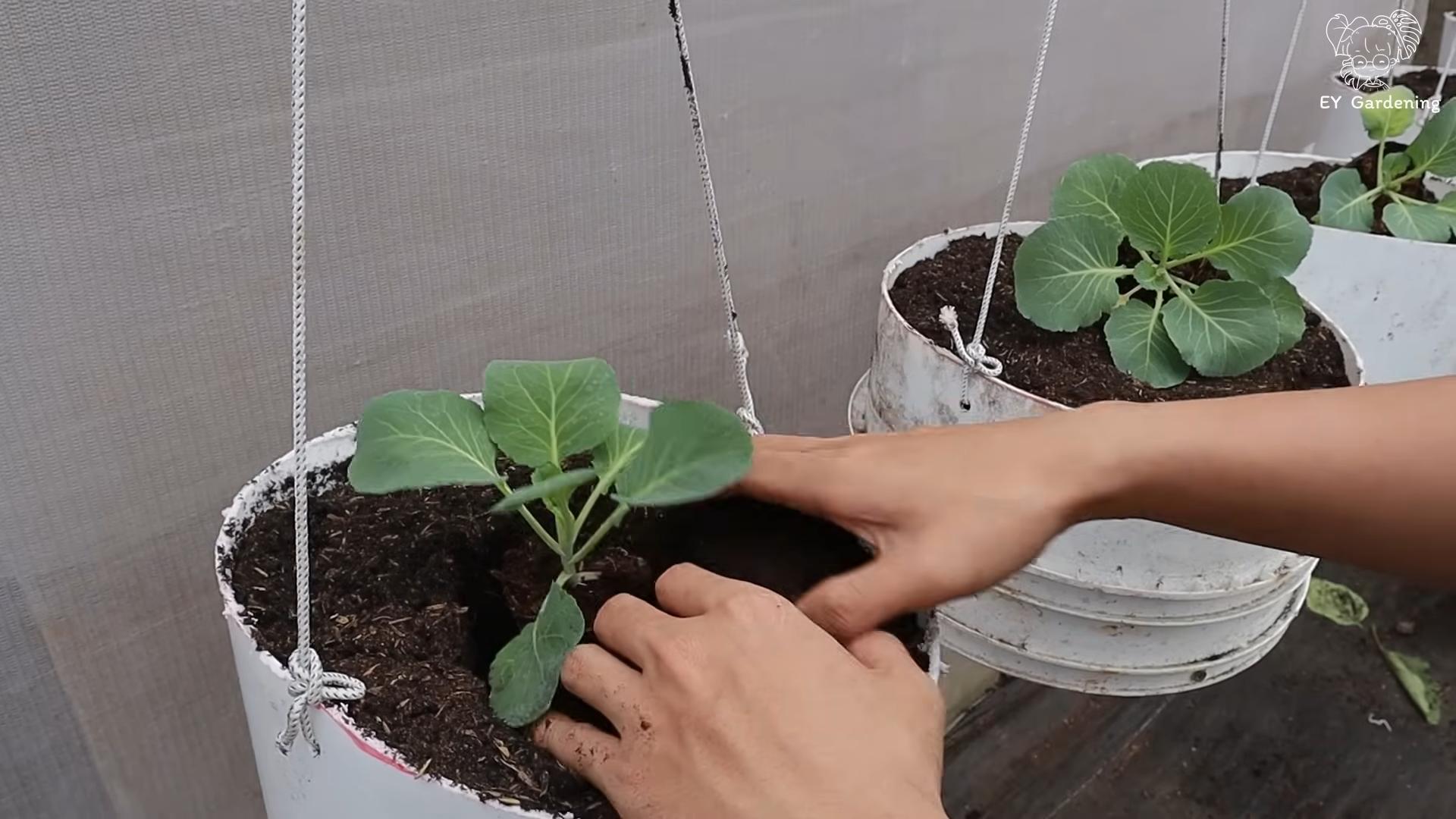 Growing Cabbage from Seed