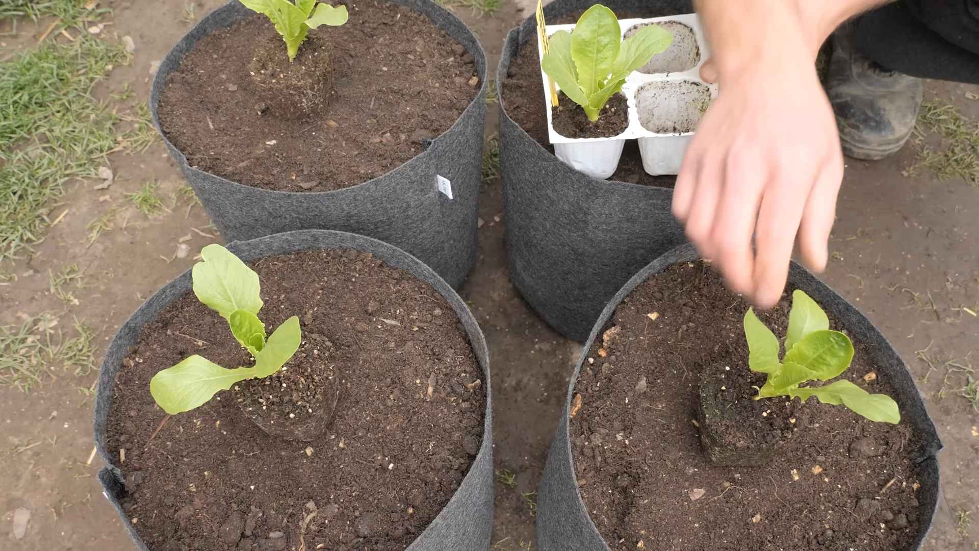 Grow Romaine Lettuce Home