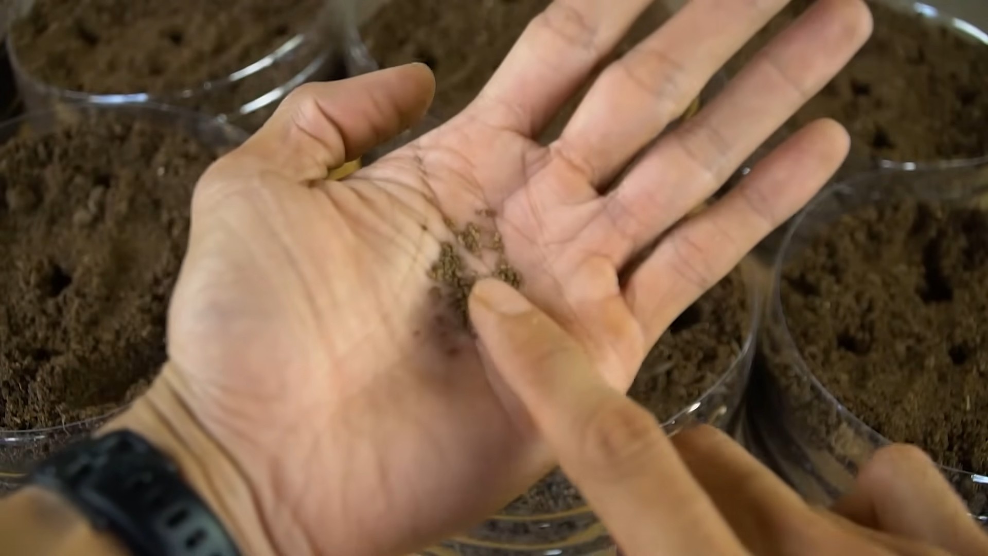 Growing Celery at Home