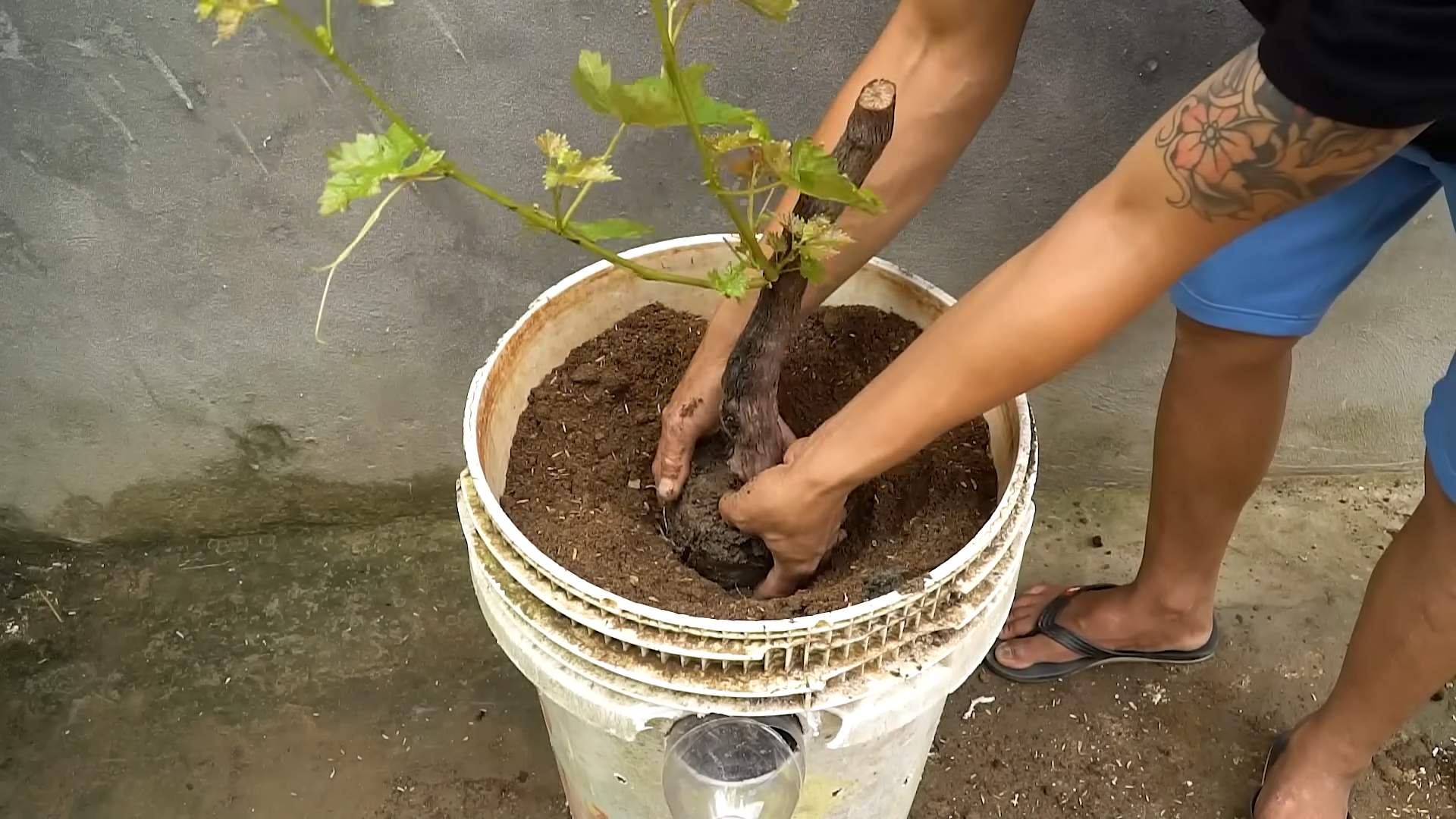 Grape growing secrets