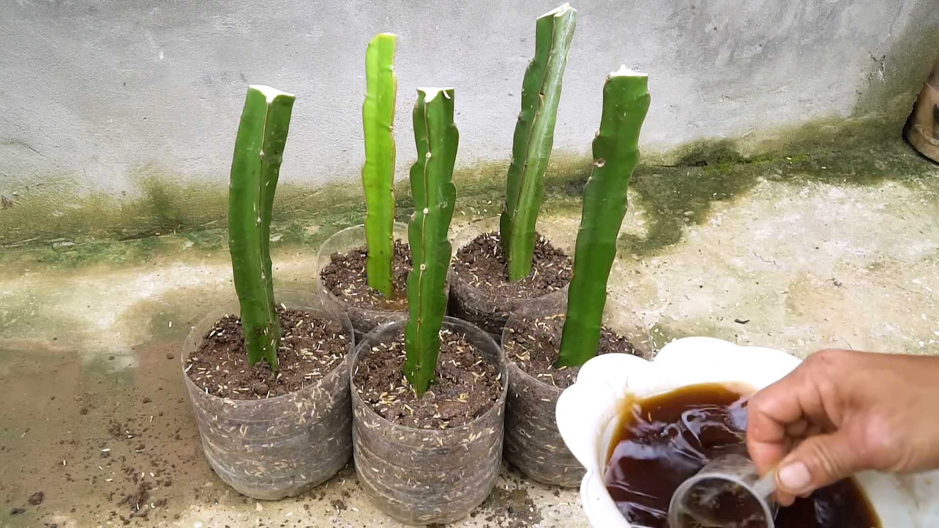 Grow dragon fruit at home